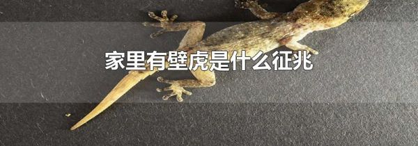 家里有壁虎是什么征兆