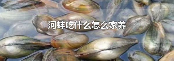 河蚌吃什么怎么家养