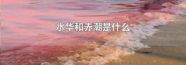 水华和赤潮是什么