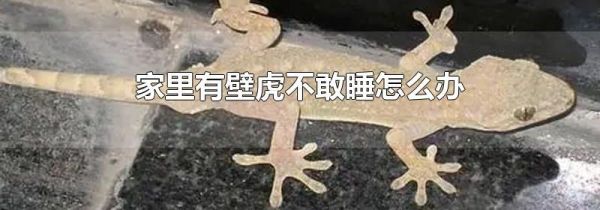 家里有壁虎不敢睡怎么办