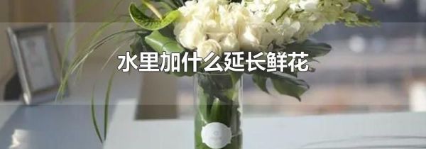 水里加什么延长鲜花