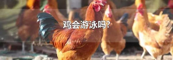 鸡会游泳吗?