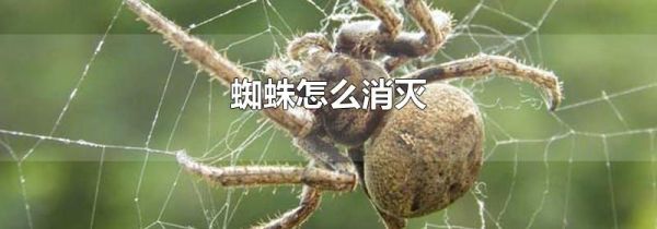 蜘蛛怎么消灭