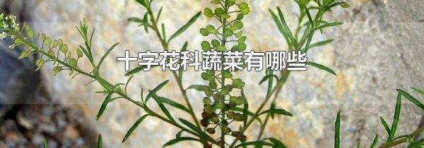 十字花科蔬菜有哪些