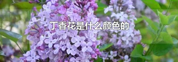 丁香花是什么颜色的