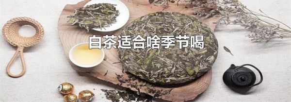 白茶适合啥季节喝