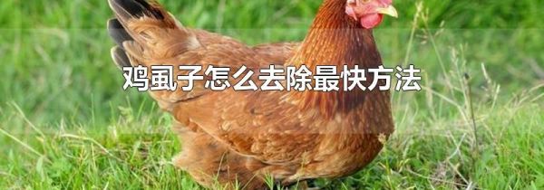 鸡虱子怎么去除最快方法