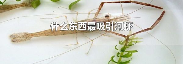 什么东西最吸引河虾