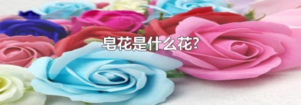 皂花是什么花?