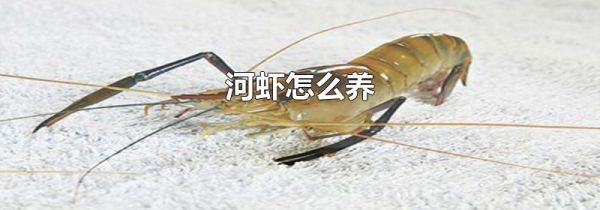 河虾怎么养