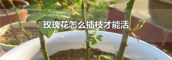 玫瑰花怎么插枝才能活