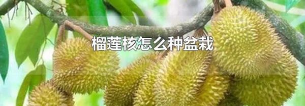 榴莲核怎么种盆栽