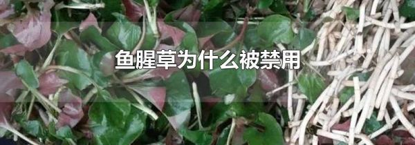 鱼腥草为什么被禁用