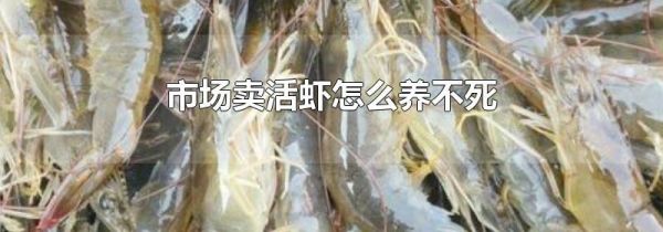 市场卖活虾怎么养不死